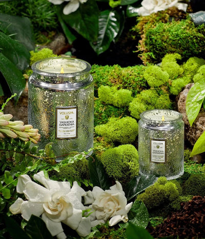 VOLUSPA žvakė Japonica, 156g